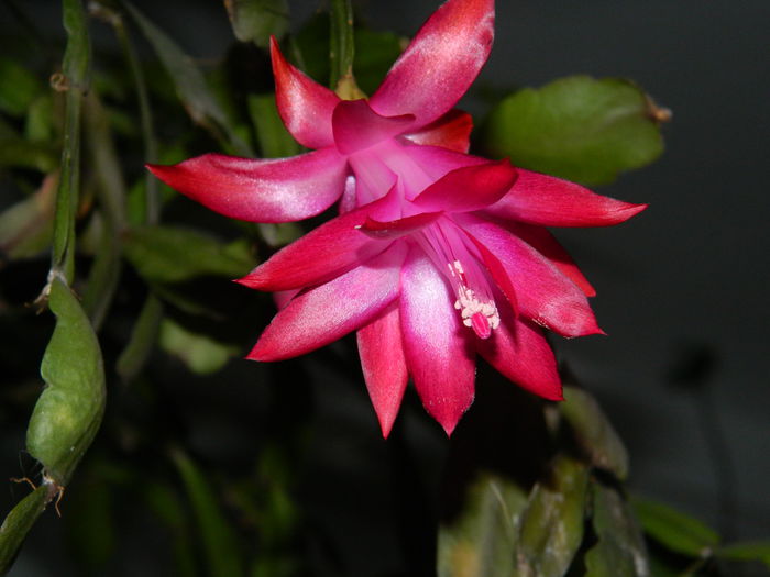 DSCN5913 - 2015_MARTIE