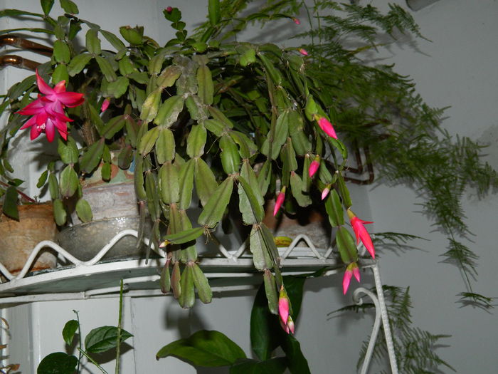 DSCN5918 - 2015_MARTIE