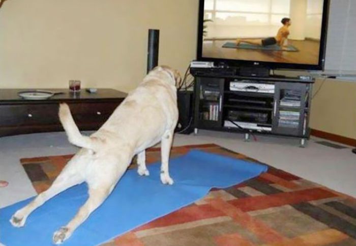 652x450_138922-animale-yoga-2