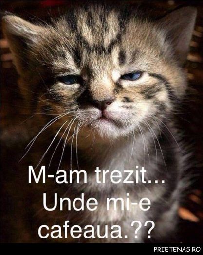buna-dimineata-unde-e-cafeaua_poze_haioase_prietenas.ro_-600x755 - Ceva amuzant