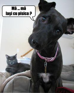 poze-amuzante-cainelui-ii-este-frica-de-pisica