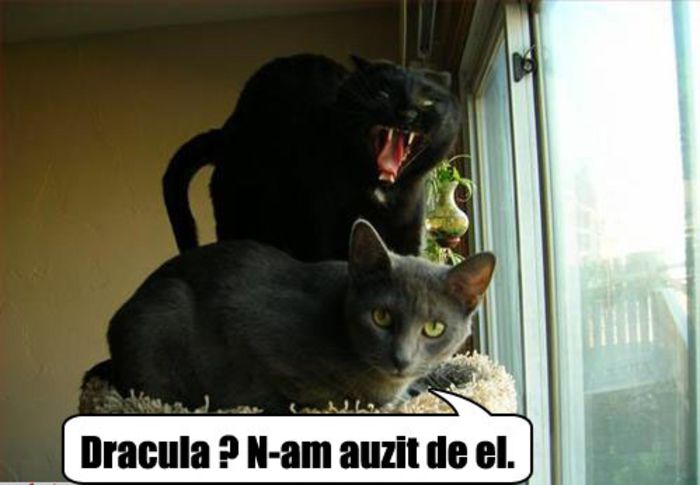 poze-amuzante-pisica-este-atacata-de-o-pisica-vampir1