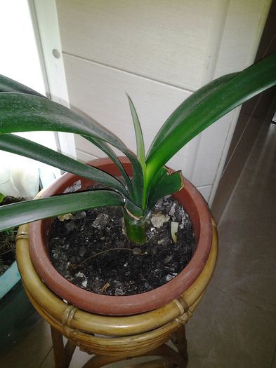 clivia galbena care nu vrea sa infloreasca cu toate ca mi sa spus ca a fost pe floare, ,dar nu cred.