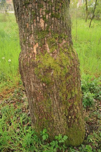 IMG_1113 - Scoala Altfel 2014