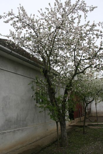 IMG_1119 - Scoala Altfel 2014