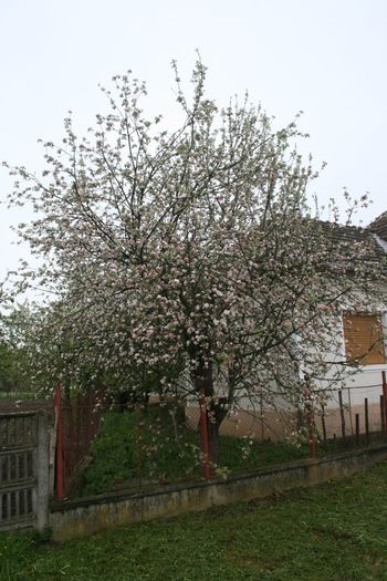 IMG_1120 - Scoala Altfel 2014