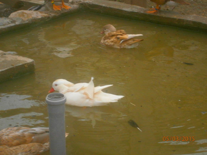 MASCUL 2013 - Mandarine albe-Whites E