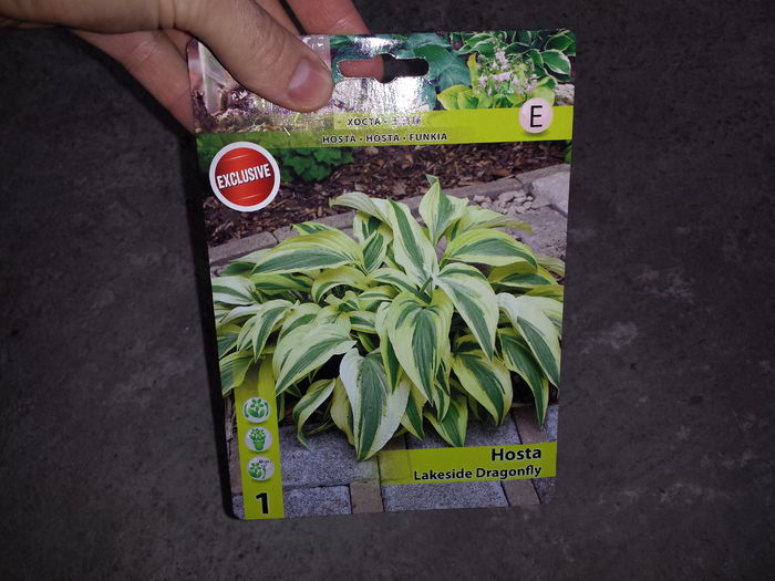 14 Achizitie primavara - Hosta Lakeside Dragonfly - Plante de gradina - 2015