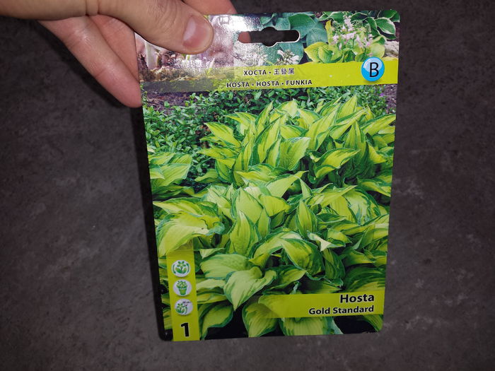 15 Achizitie primavara - Hosta Gold Standard - Plante de gradina - 2015