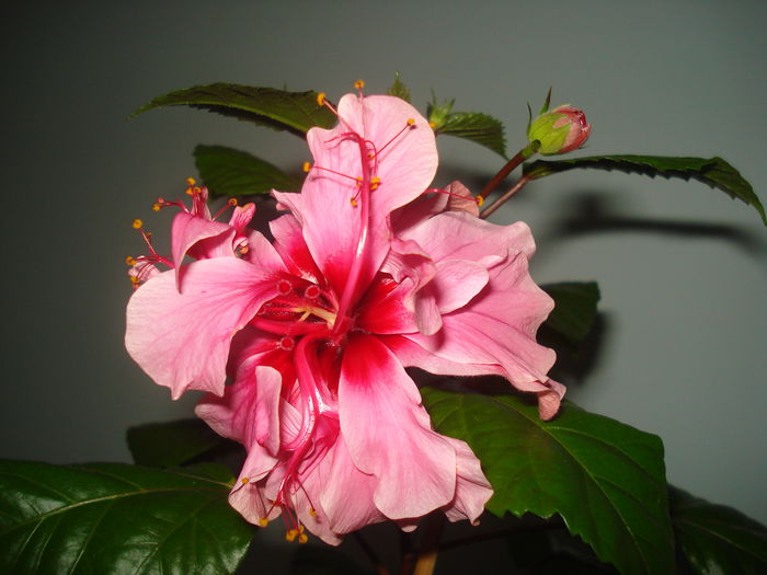 DSC09890 - HIBISCUS 2015