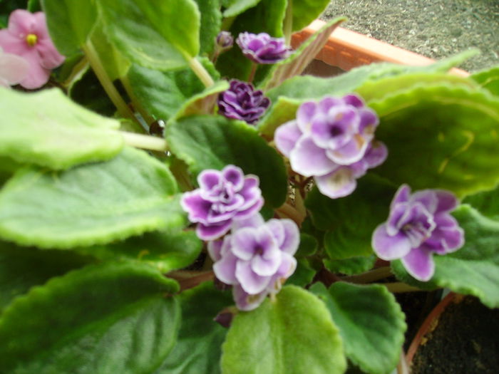Midnight Treasure - Violete 2015