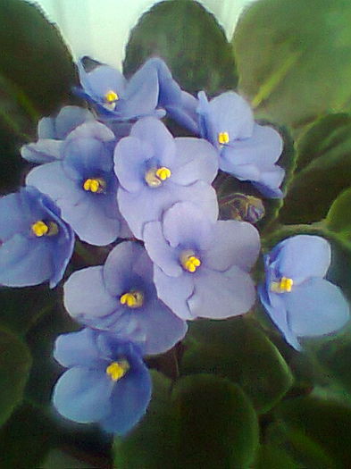 Fotogr.1788 - Violete 2015