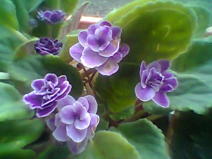 Midnight Treasure - Violete 2015
