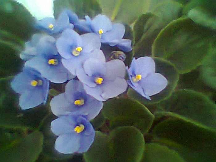 Fotogr.1796 - Violete 2015