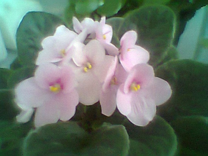 Fotogr.1797 - Violete 2015