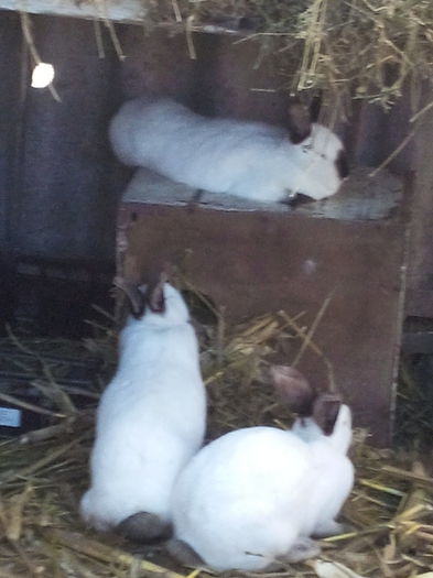 astupam intrarea in cuib, avem si ajutor