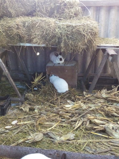 am angajat si paznic cu norma intreaga