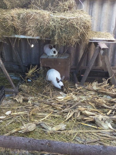 inca putin si terminam