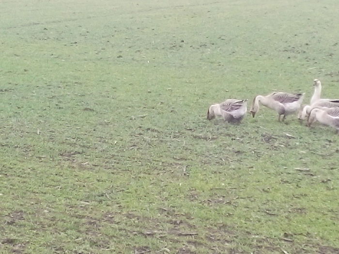 IMG_20150305_124515 - GASTE lesesti cu gascan african  Matca 2015