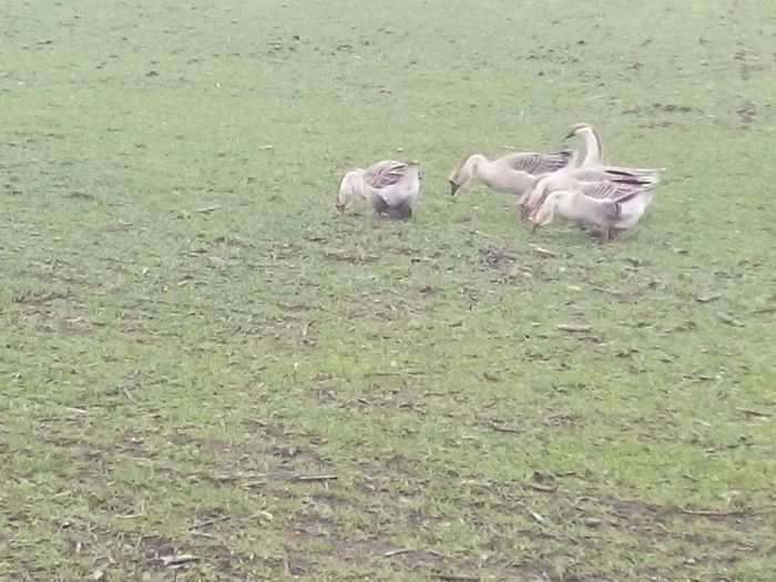 IMG_20150305_124518 - GASTE lesesti cu gascan african  Matca 2015