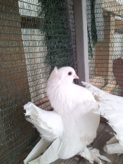 F 2014 ( M, AUDIA4 + F, CHOPKING)