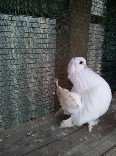 F 2014 (F, AUDIA4 + M, UNGARIA)