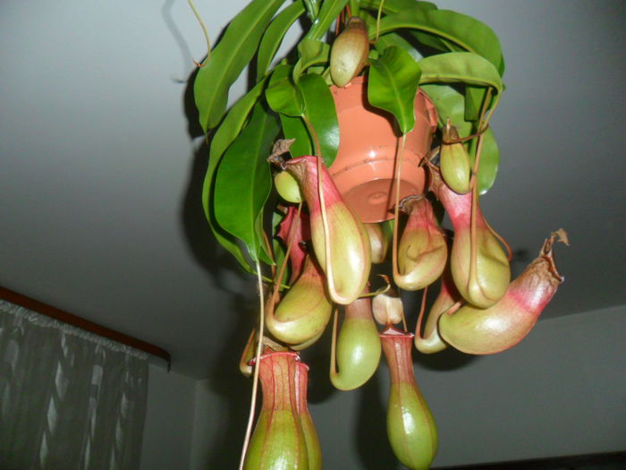 NEPENTHES ALATA - flori de interior