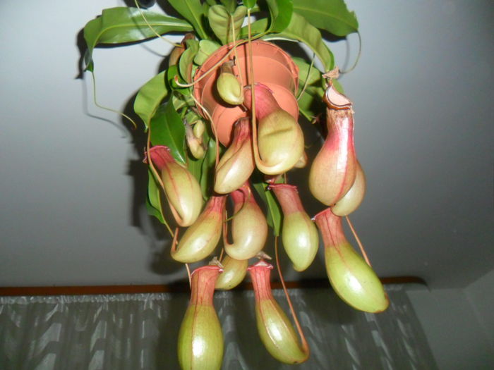 SAM_3062 - flori de interior