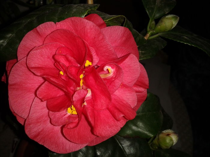 2015-03-05 17.33.13 - camellia japonica