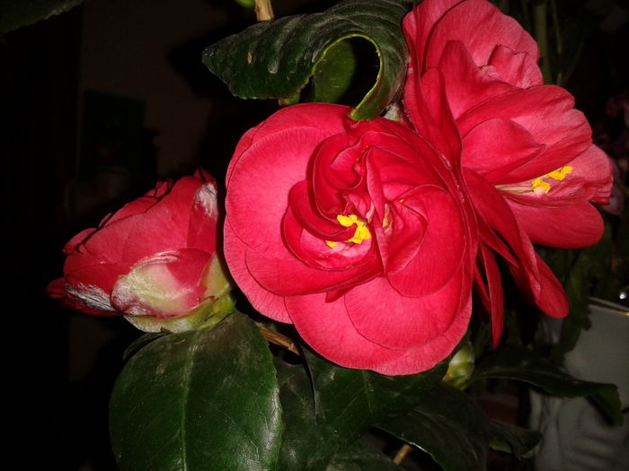 2015-03-05 17.35.11 - camellia japonica