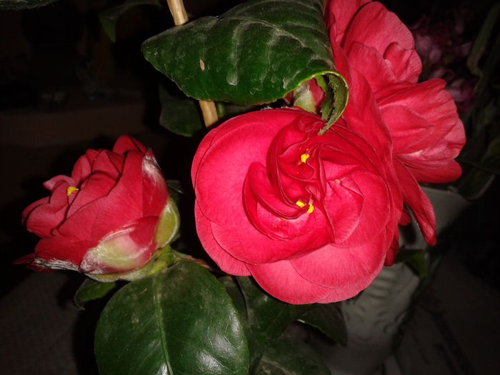 2015-03-05 17.34.18 - camellia japonica