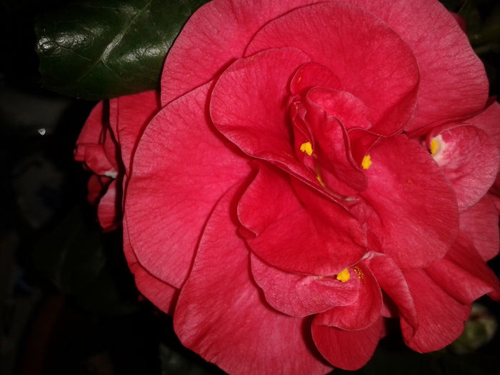 2015-03-05 17.31.26 - camellia japonica