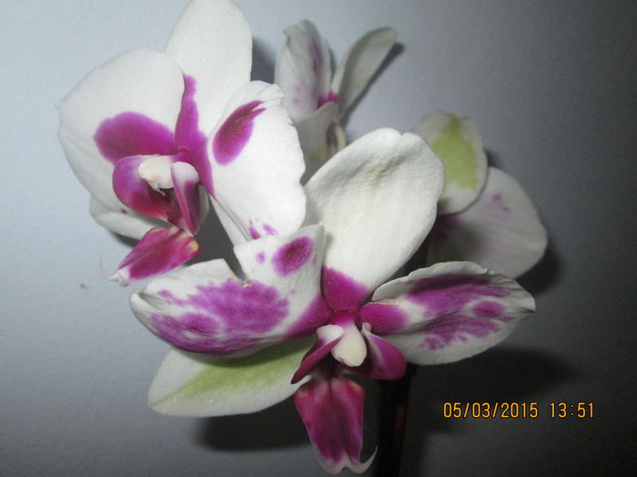 IMG_0686 - Florile mele martie 2015