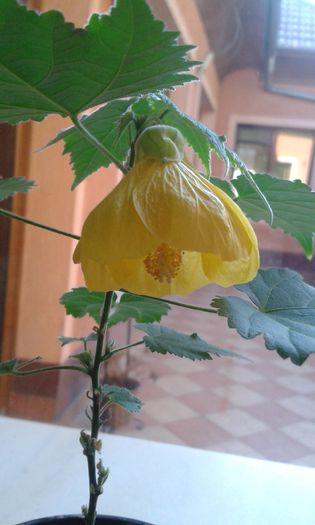 abutilon