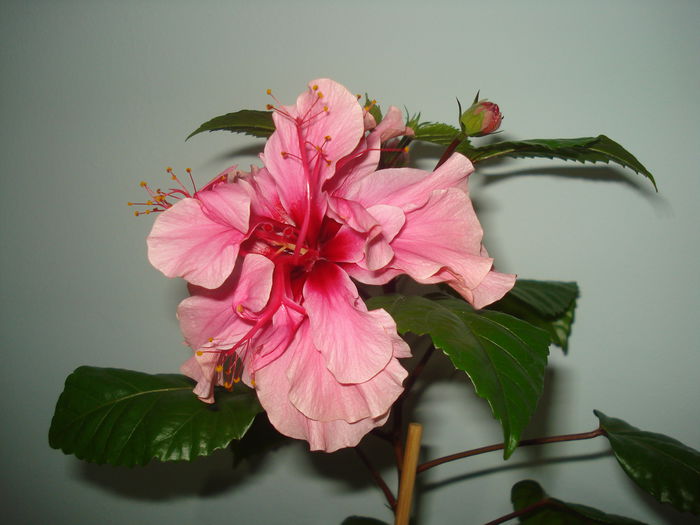 DSC09901 - Hibiscus Kona