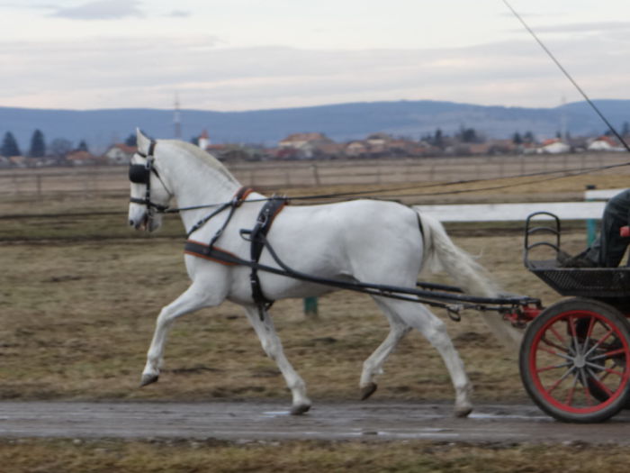 Maestoso - Horses for sale 2015