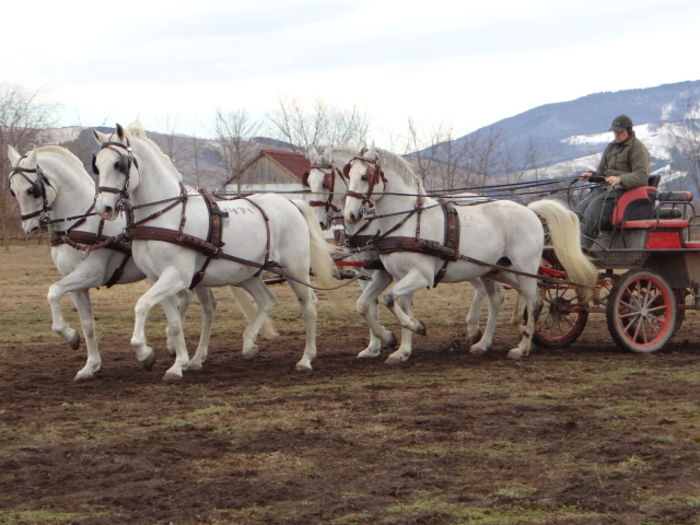 DSC06754 - Horses for sale 2015