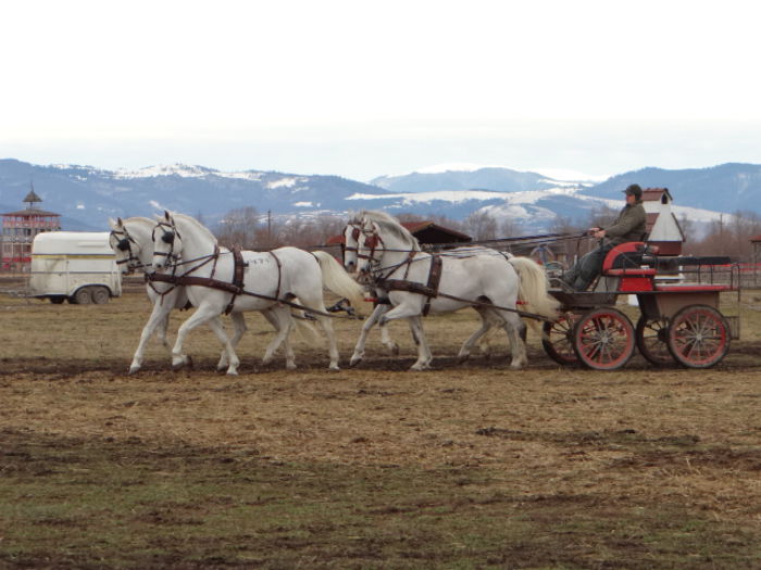 SZOLO SERPAS MARSHAL FABULA - Horses for sale 2015