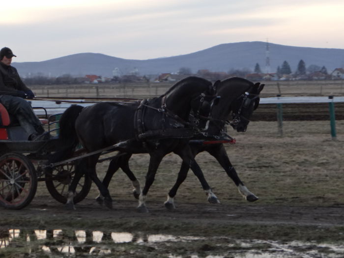 extendet trot - 2 in hand