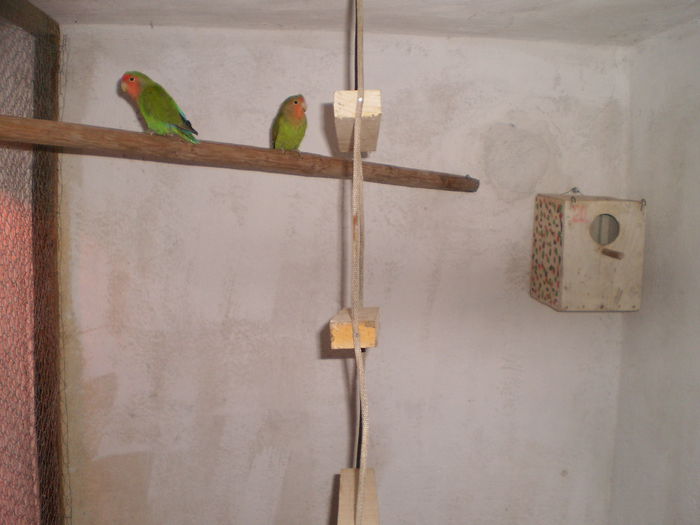 P7130002 - papagali
