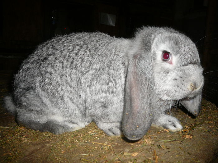 Femela culoarea : Gri-Chinchila_A (2015); Sacrificata !
