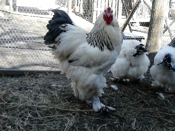 DSC_0549 - BRAHMA 2015