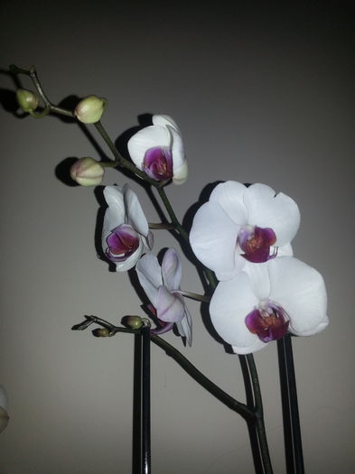 nou venita_06 martie 2015