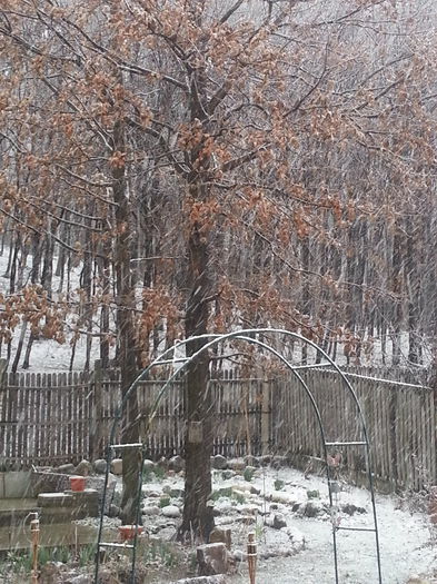 06 martie 2015- frig si ninsoare !