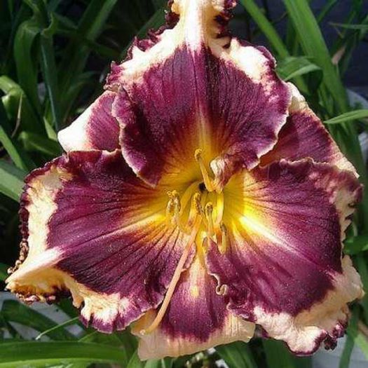 bulbi-hemerocallis-sabine-bauer-0-500x500