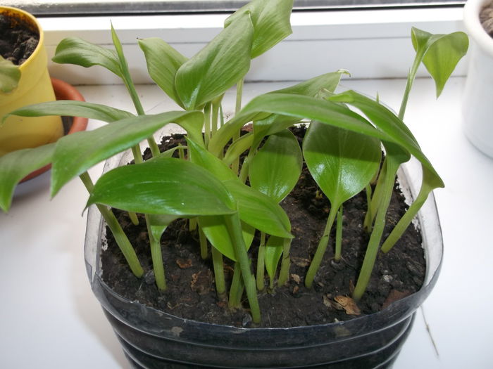 Cresc foarte repede..