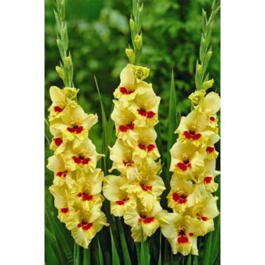 gladiole jester-500x500