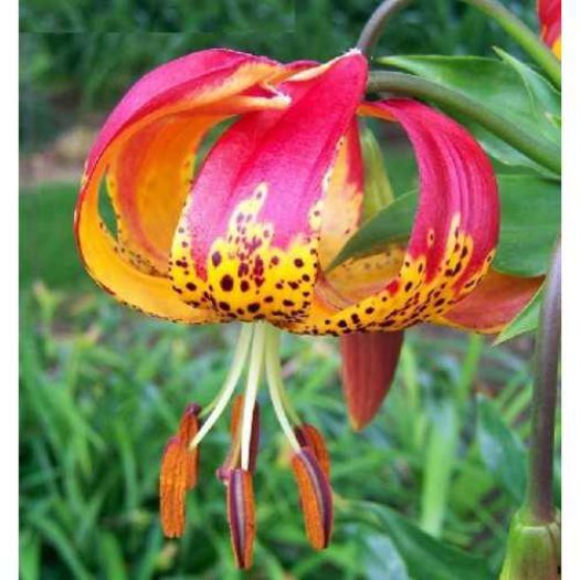 lilium_Pardalinnnum-500x500