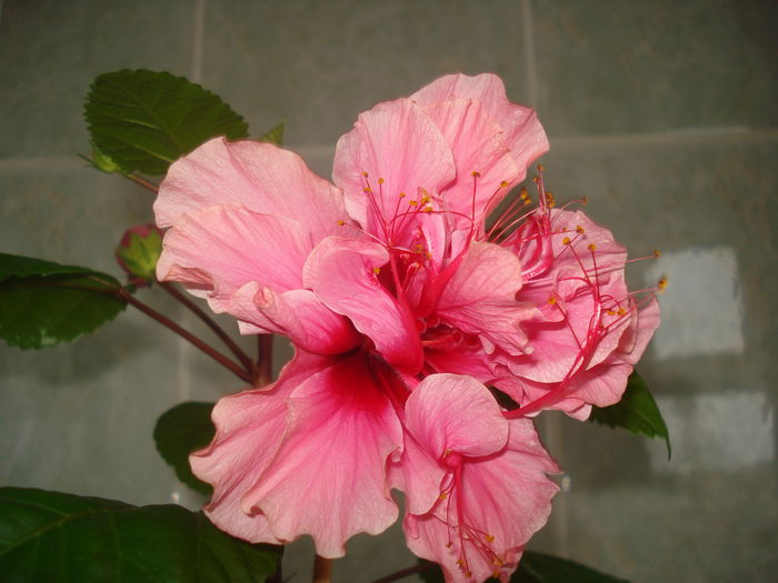 DSC09906 - Hibiscus Kona