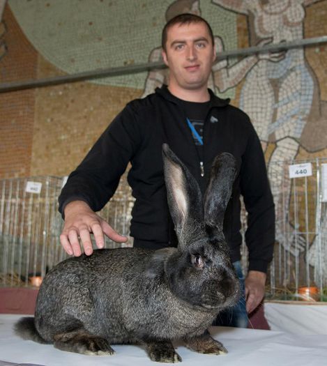 Expo-Plesuva-Campina-2015